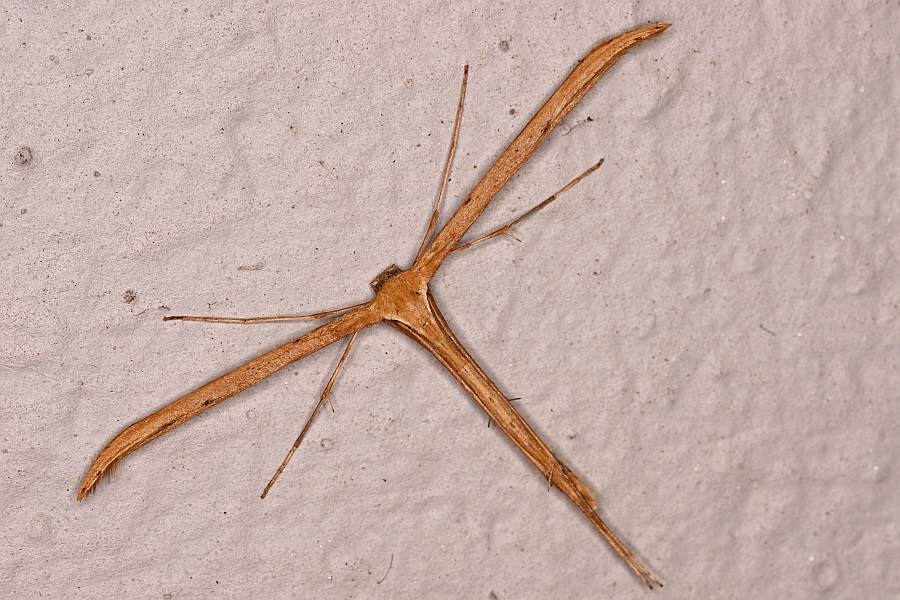 Emmelina monodactyla, (LINNAEUS, 1758)