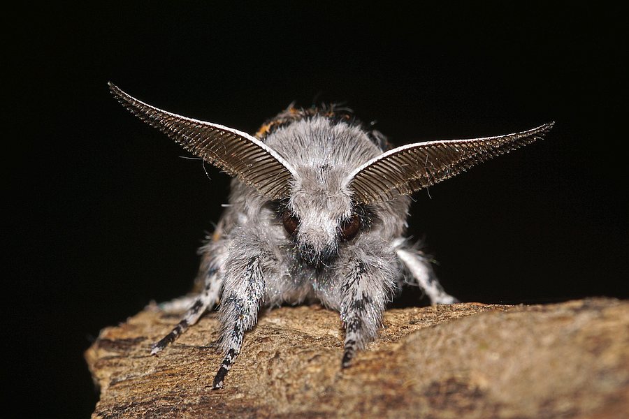 Furcula furcula, (Clerck, 1759) / Buchen-Gabelschwanz