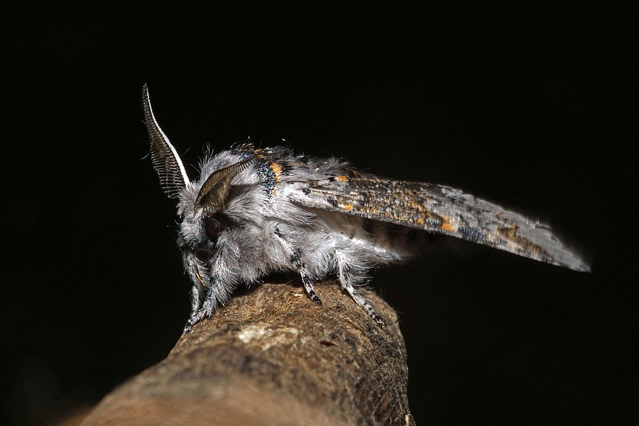 Furcula furcula, (Clerck, 1759) / Buchen-Gabelschwanz