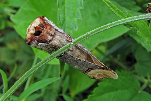 Mondvogel (Phalera bucephala) Linnaeus, 1758