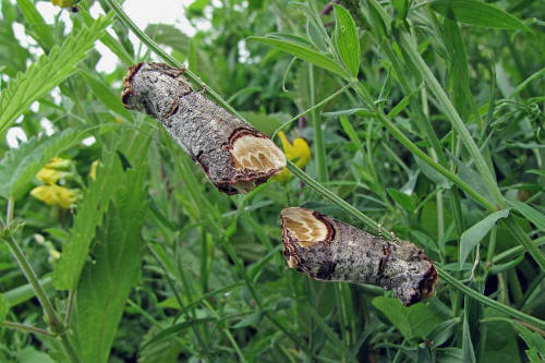 Mondvogel (Phalera bucephala) Linnaeus, 1758