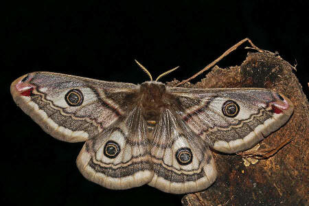 Saturnia pavonia, Linnaeus, 1758, Kleines Nachtpfauenauge