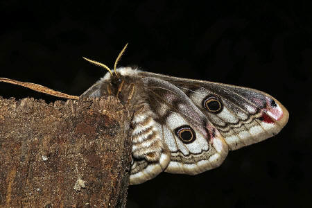 Saturnia pavonia, Linnaeus, 1758, Kleines Nachtpfauenauge
